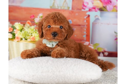 成約済の東京都のトイプードル-354774の3枚目